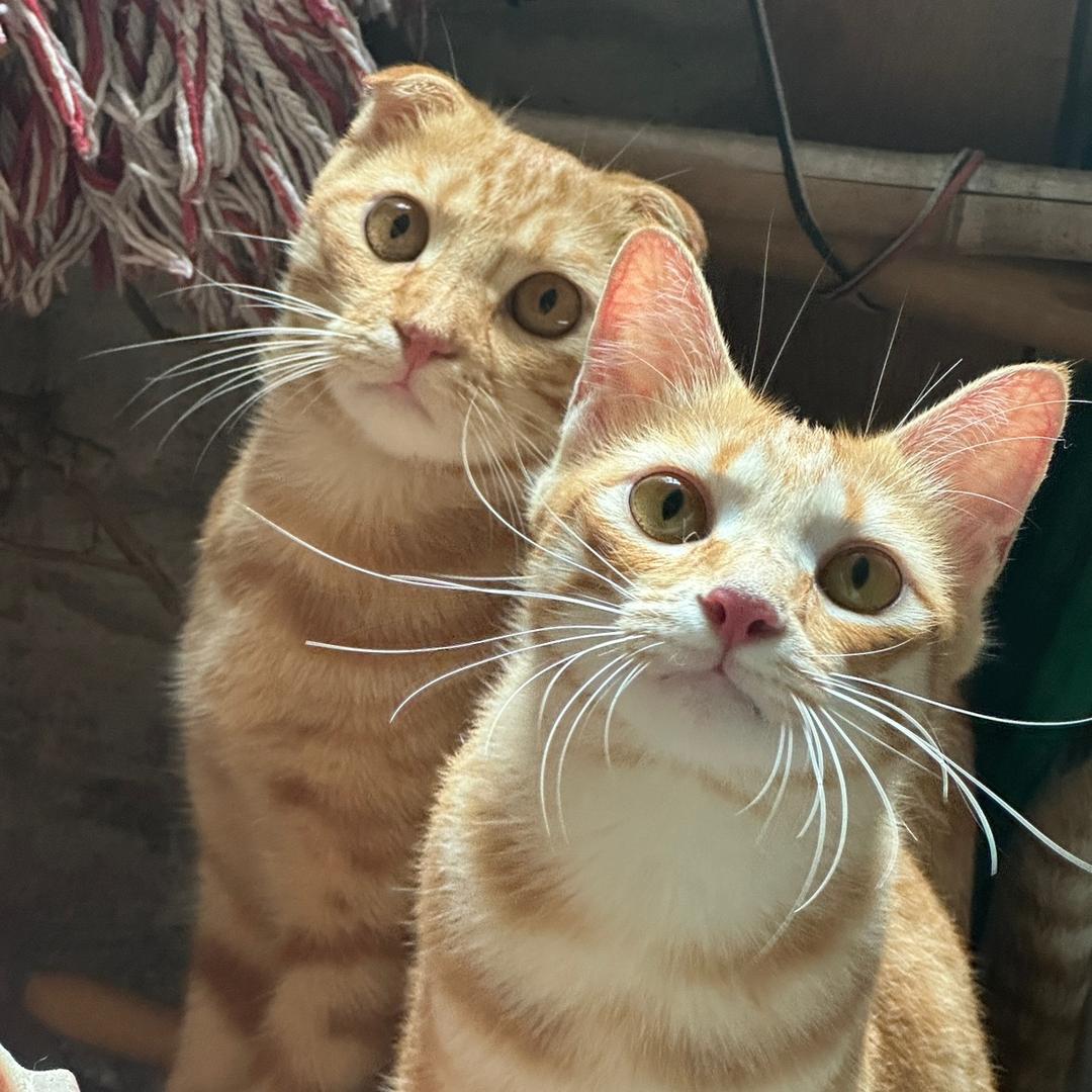 傲娇鬼和小笨蛋