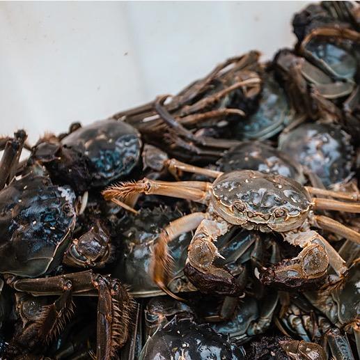 脂香蟹肥🦀