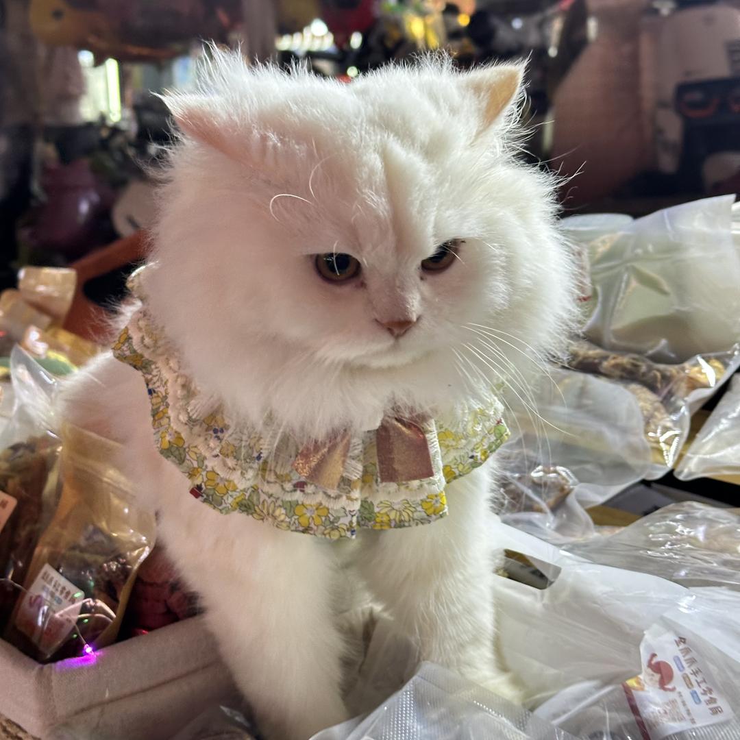 Kitten