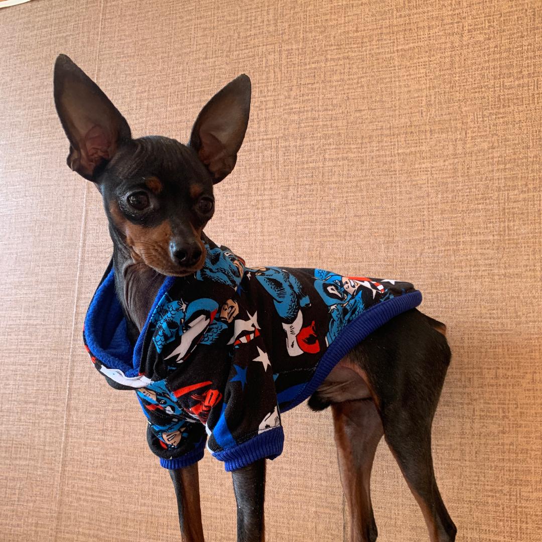 萌萌哒小鹿犬部落（自家繁殖）