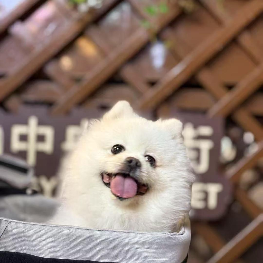 我家毛孩子布丁