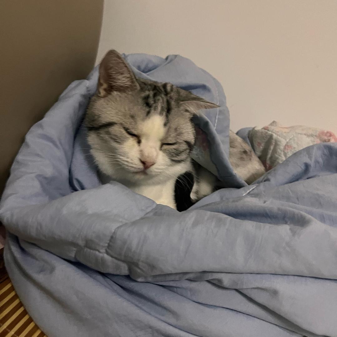 十七是只🐱