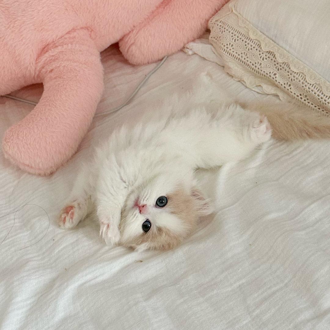 云云cat