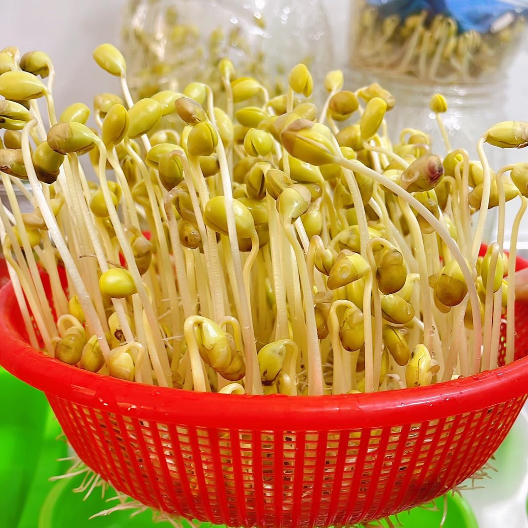 如意豆芽（只用自来水）