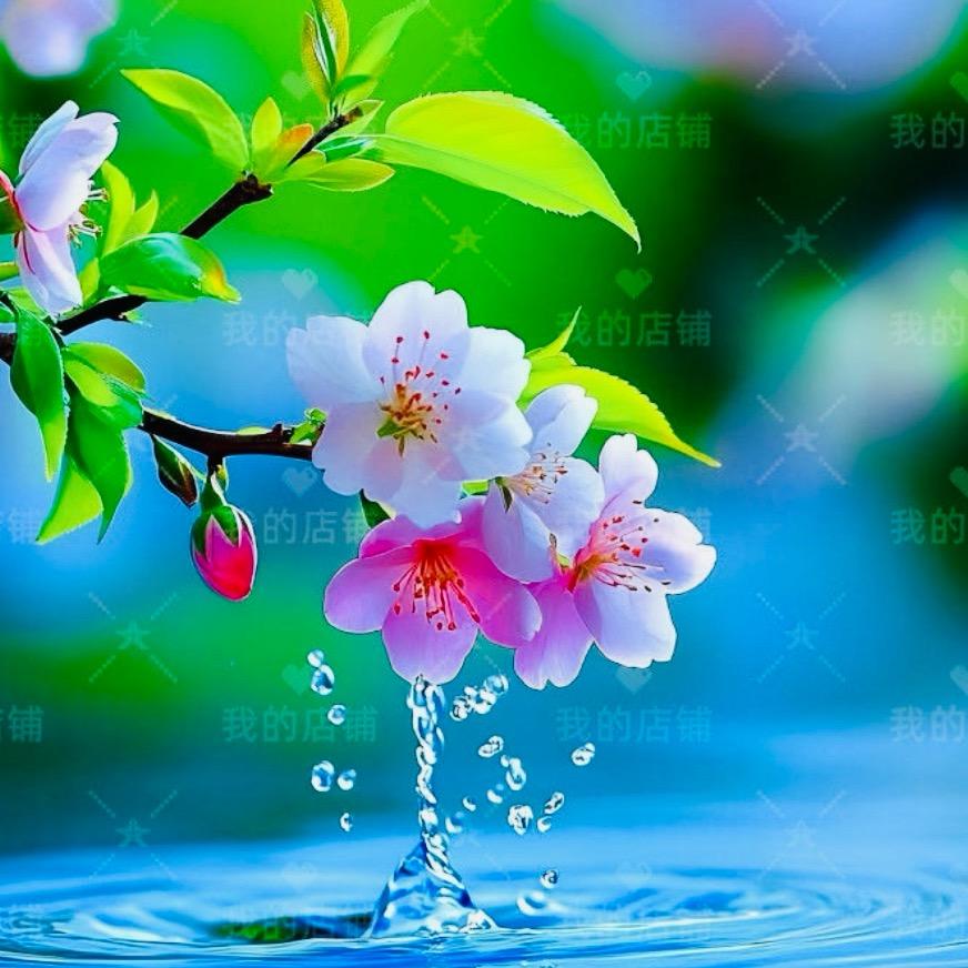 火龙果❤️🌹☘️珍惜拥有☘️🌹❤️