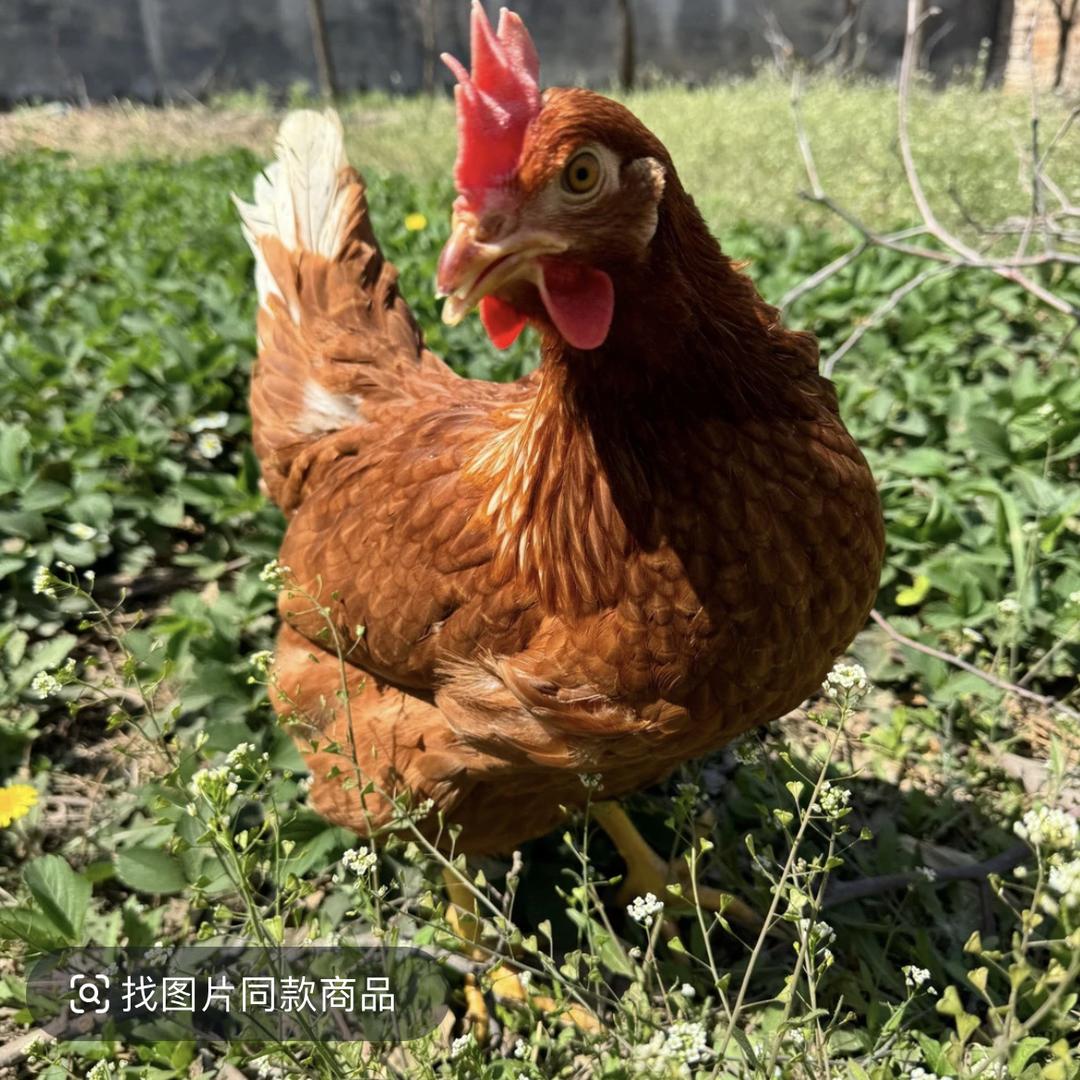 创屹嘉鸿精选店