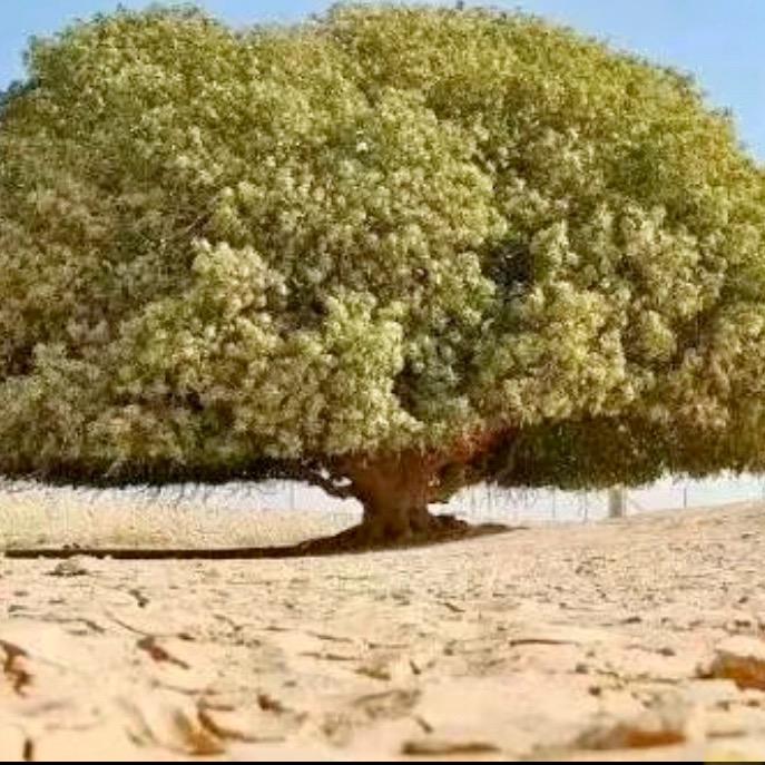 米小权清真肉食