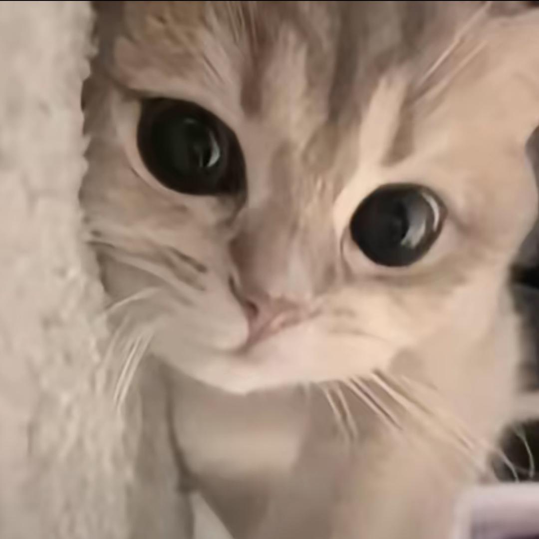 春日野猫