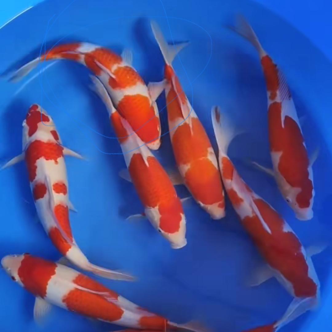郝哥