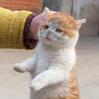 小毛孩