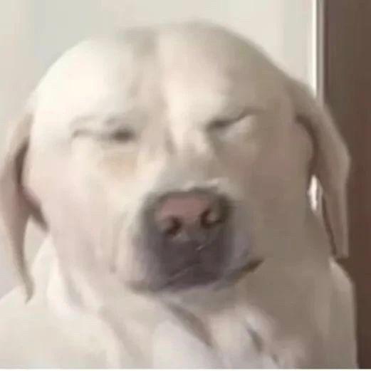 听风忆故人           🪳