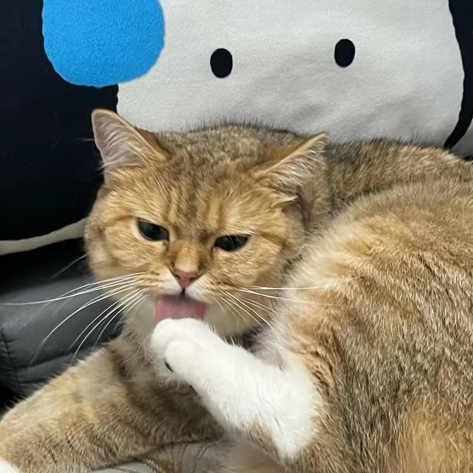 捉星星💫