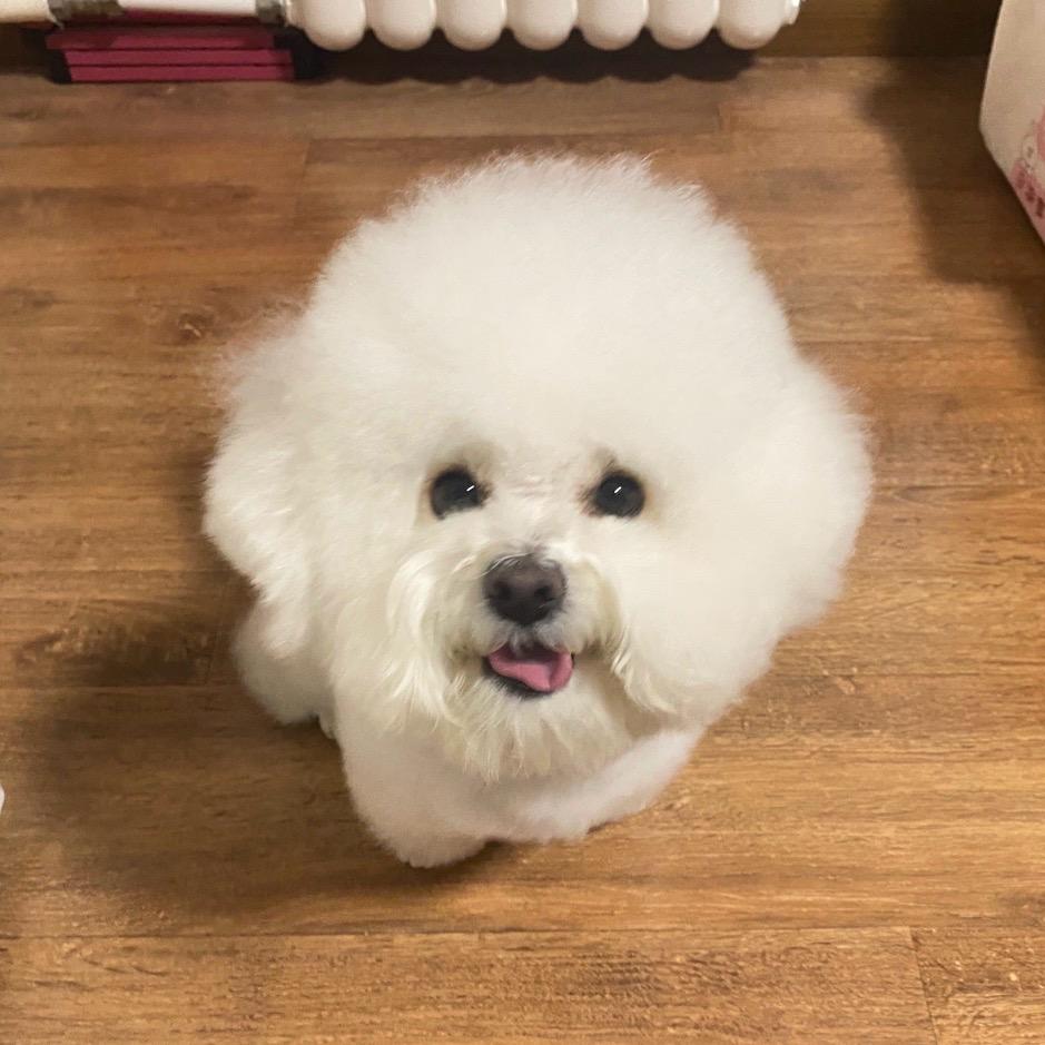 爱睡觉的八喜