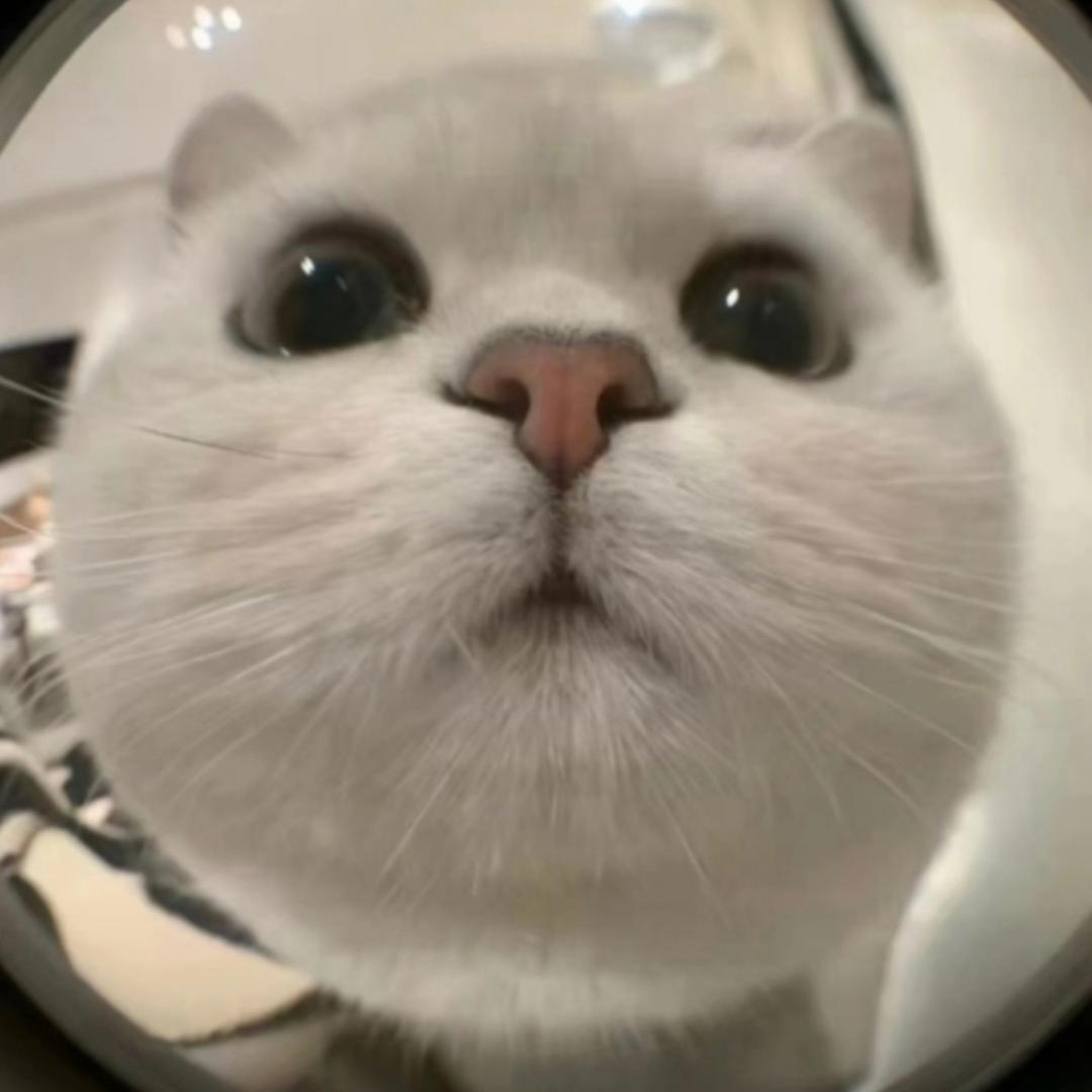 飞飞飞飞阳