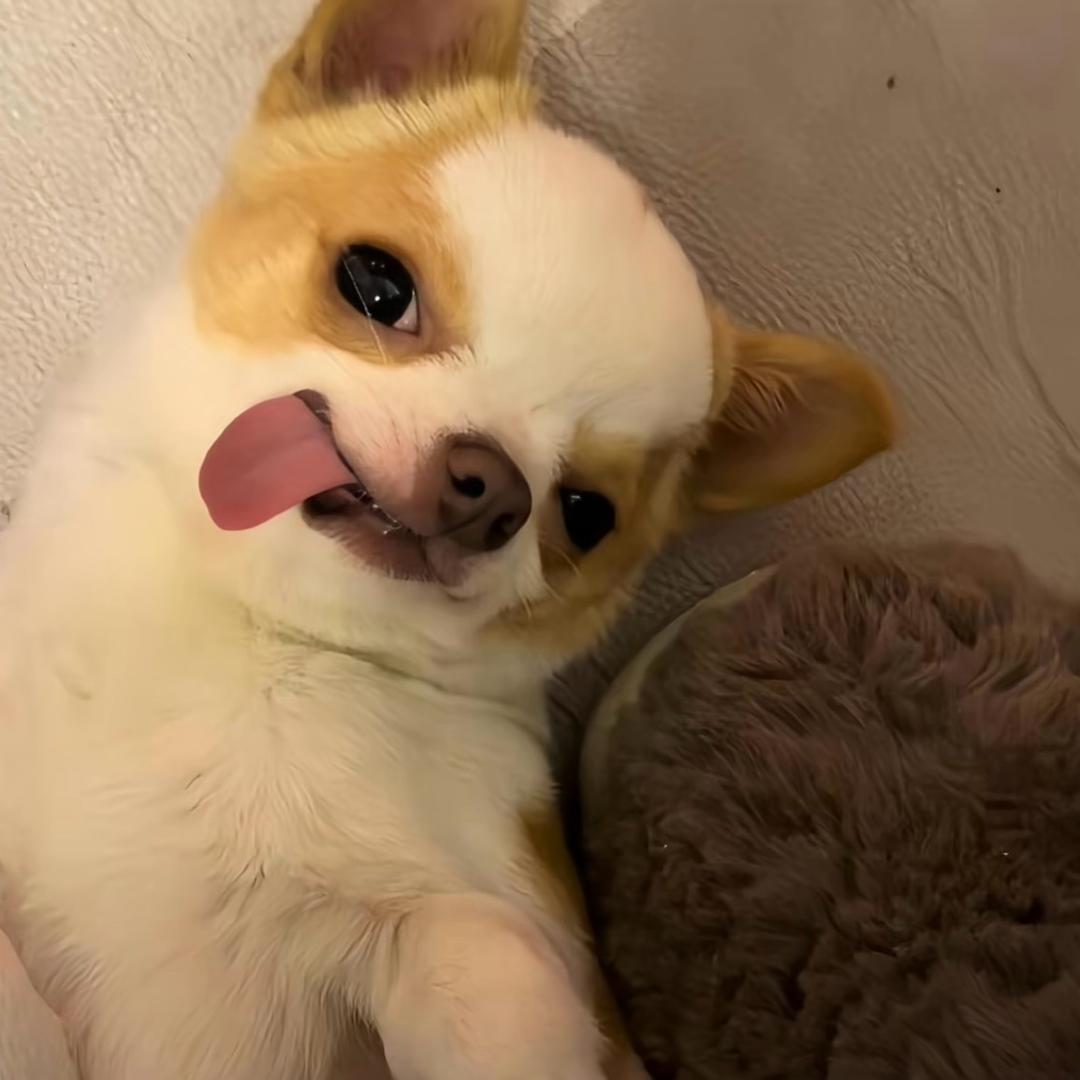 蜗是村猪