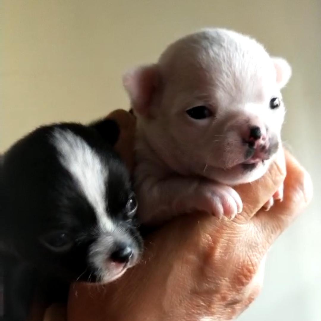 红姐小动物家园