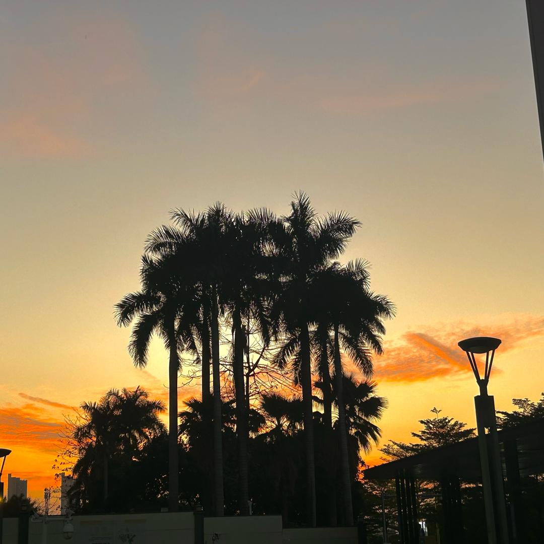 小黄花的晴天☀️