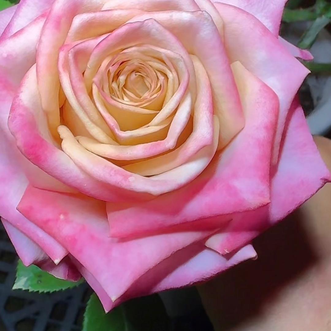 爱种花的君君