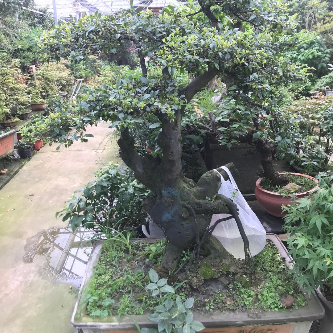 晓妍花卉