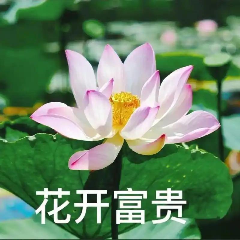 花开🌸富贵