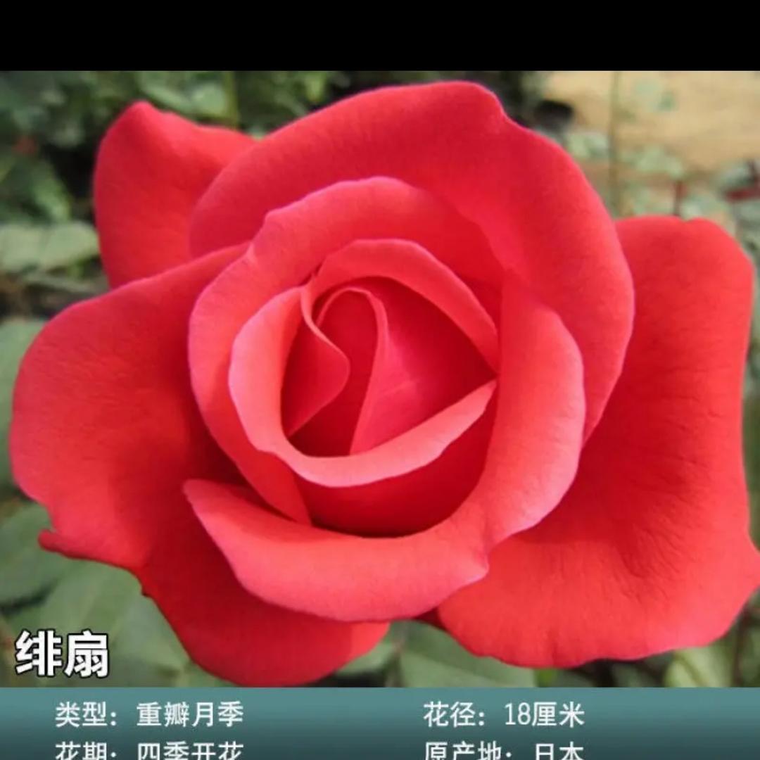 兰荟园艺