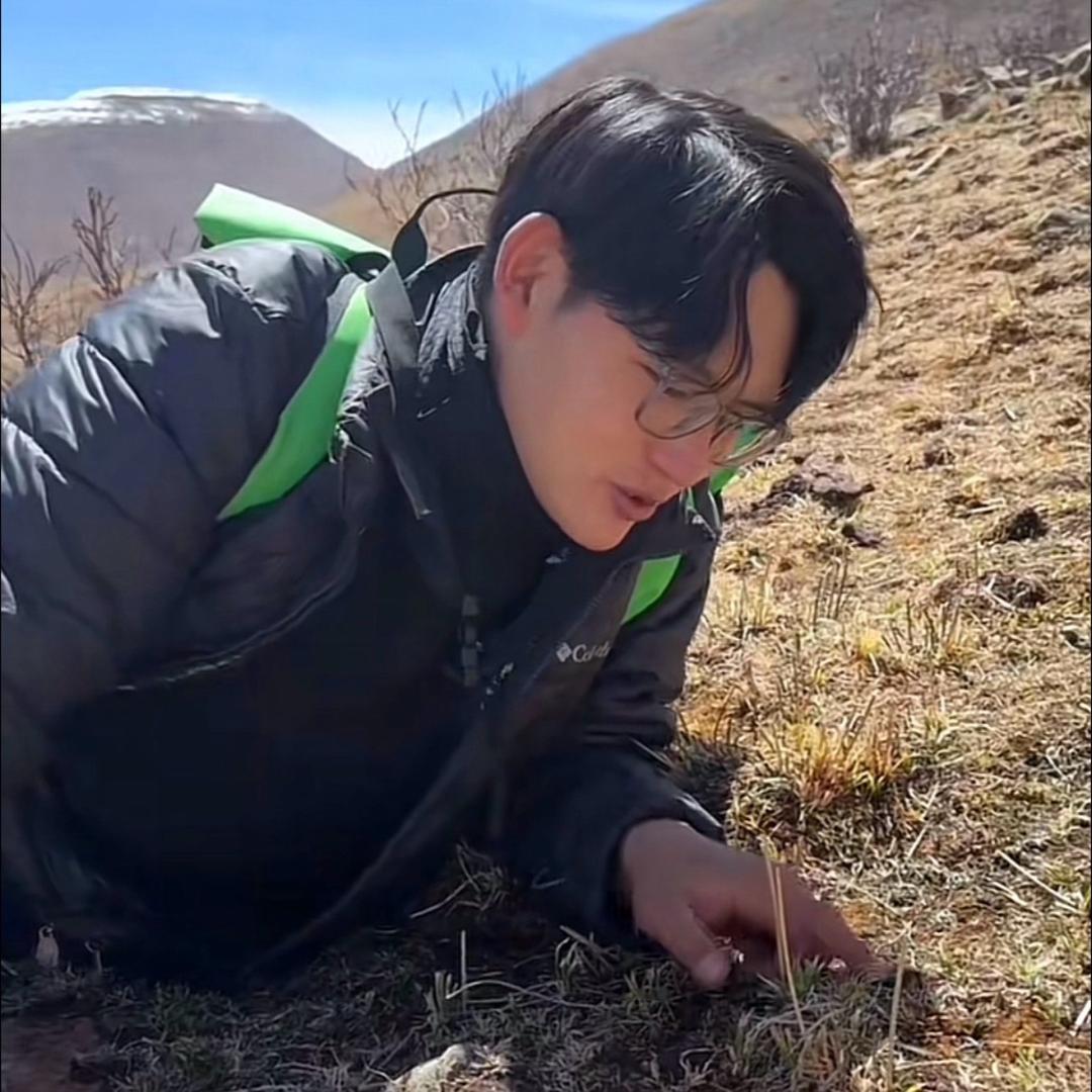 挖草王甄选冬虫夏草