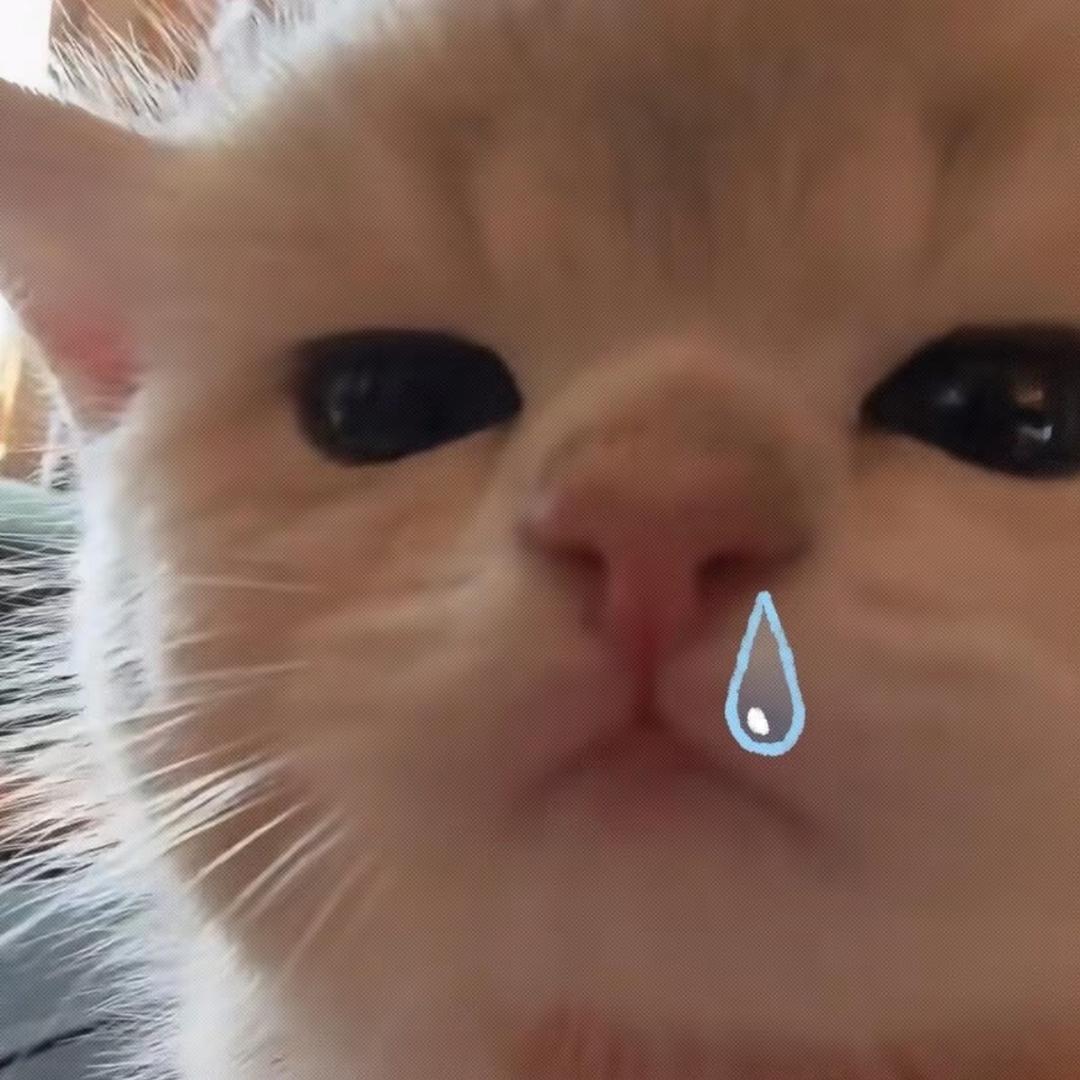 汤圆🐟