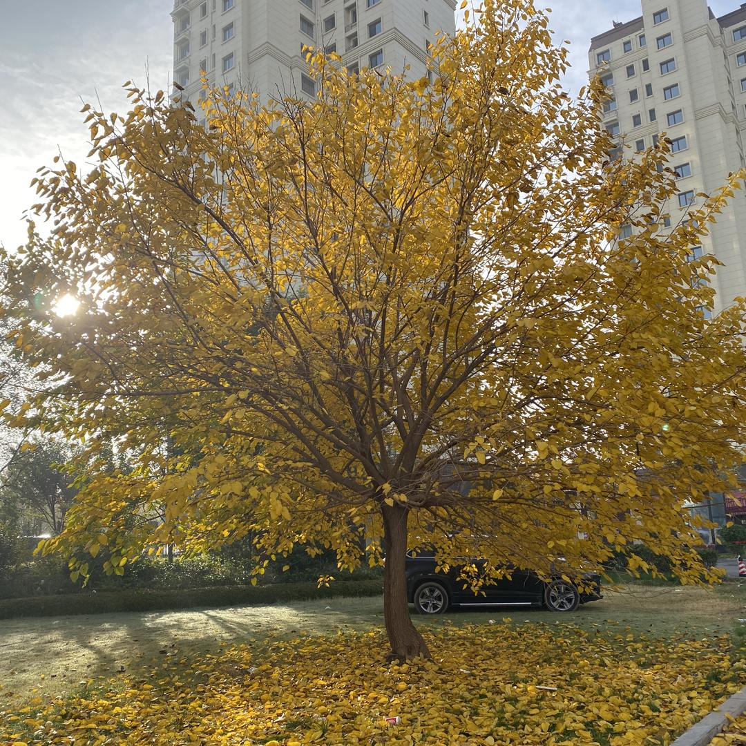 平原县鸿发二手车第一分公司