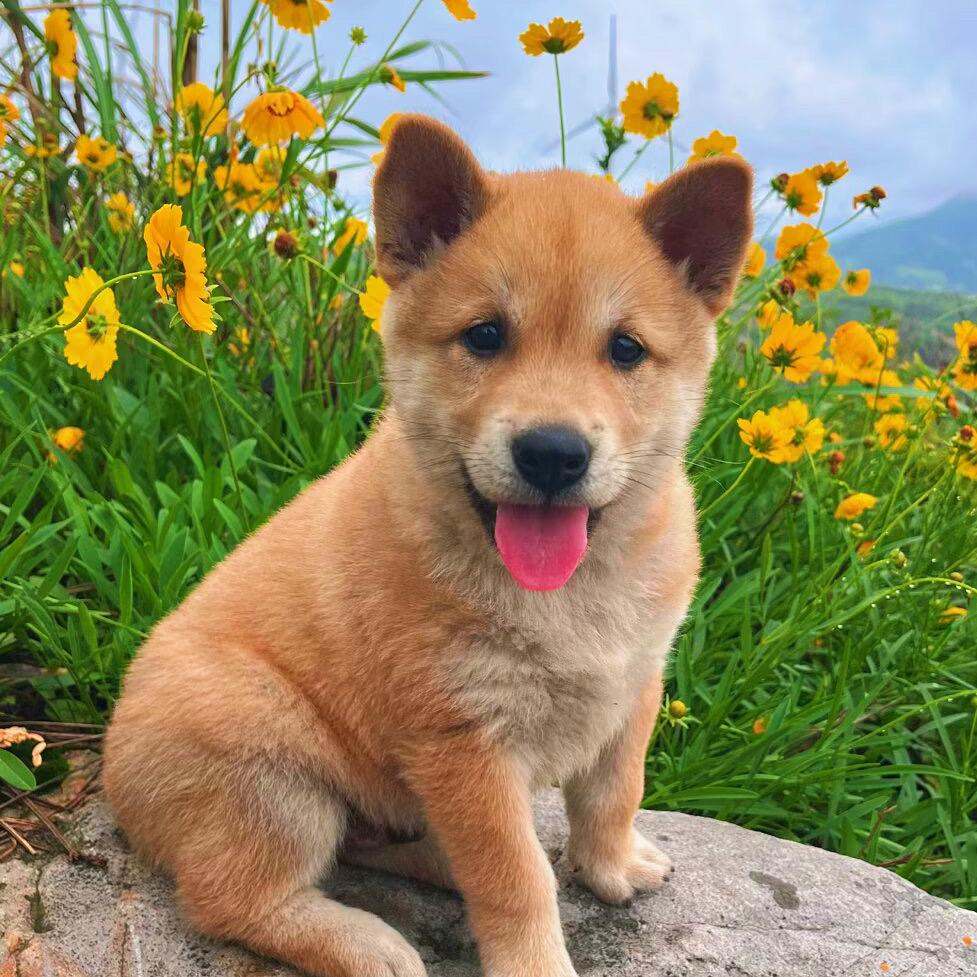 土狗表弟-田园犬