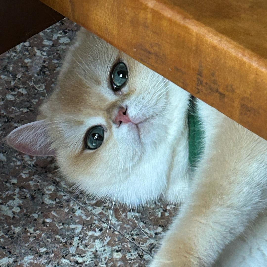 虽然小狗很可爱但是我还是想要小猫咪