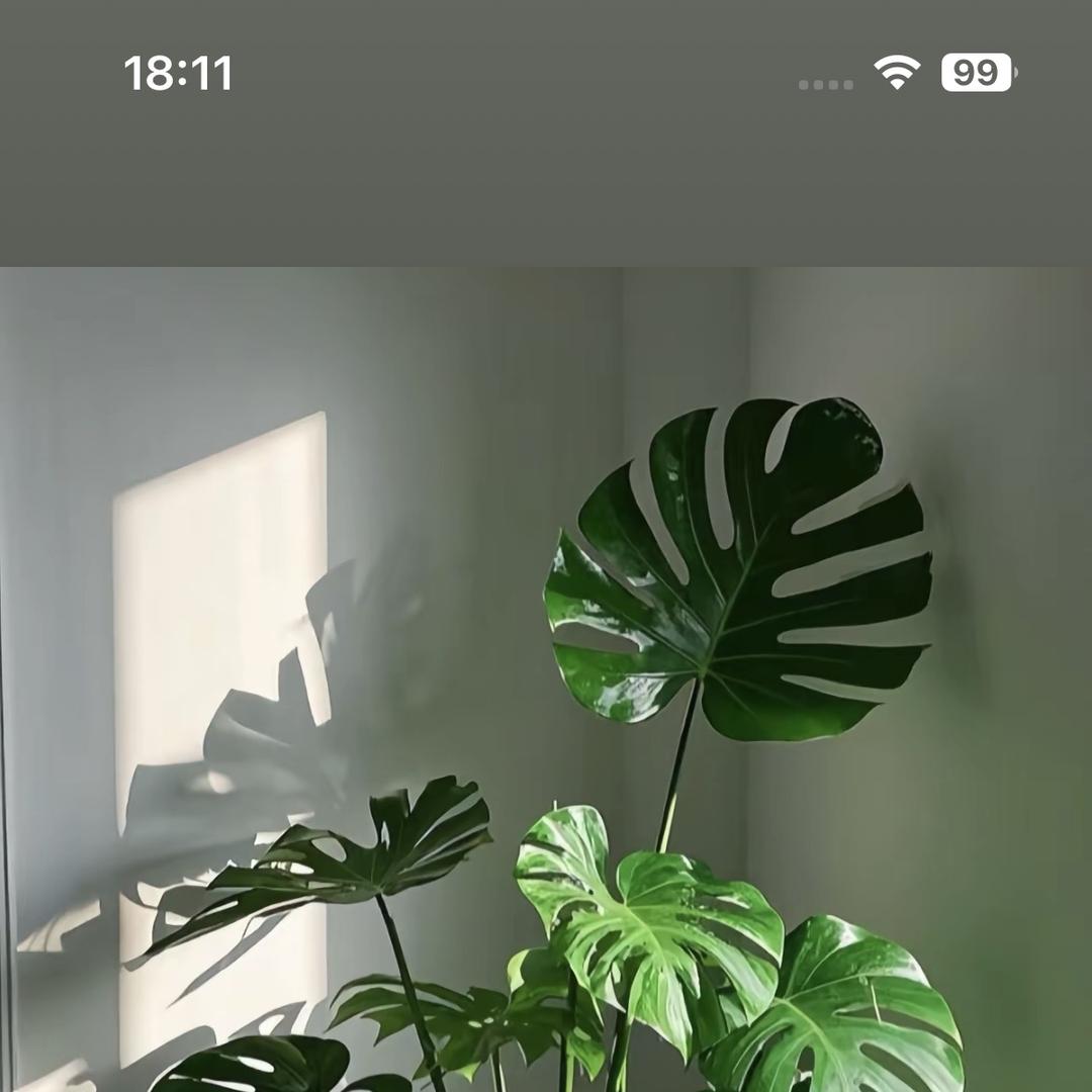 竹海绿植