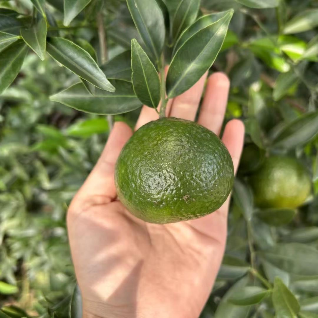 汇膳师