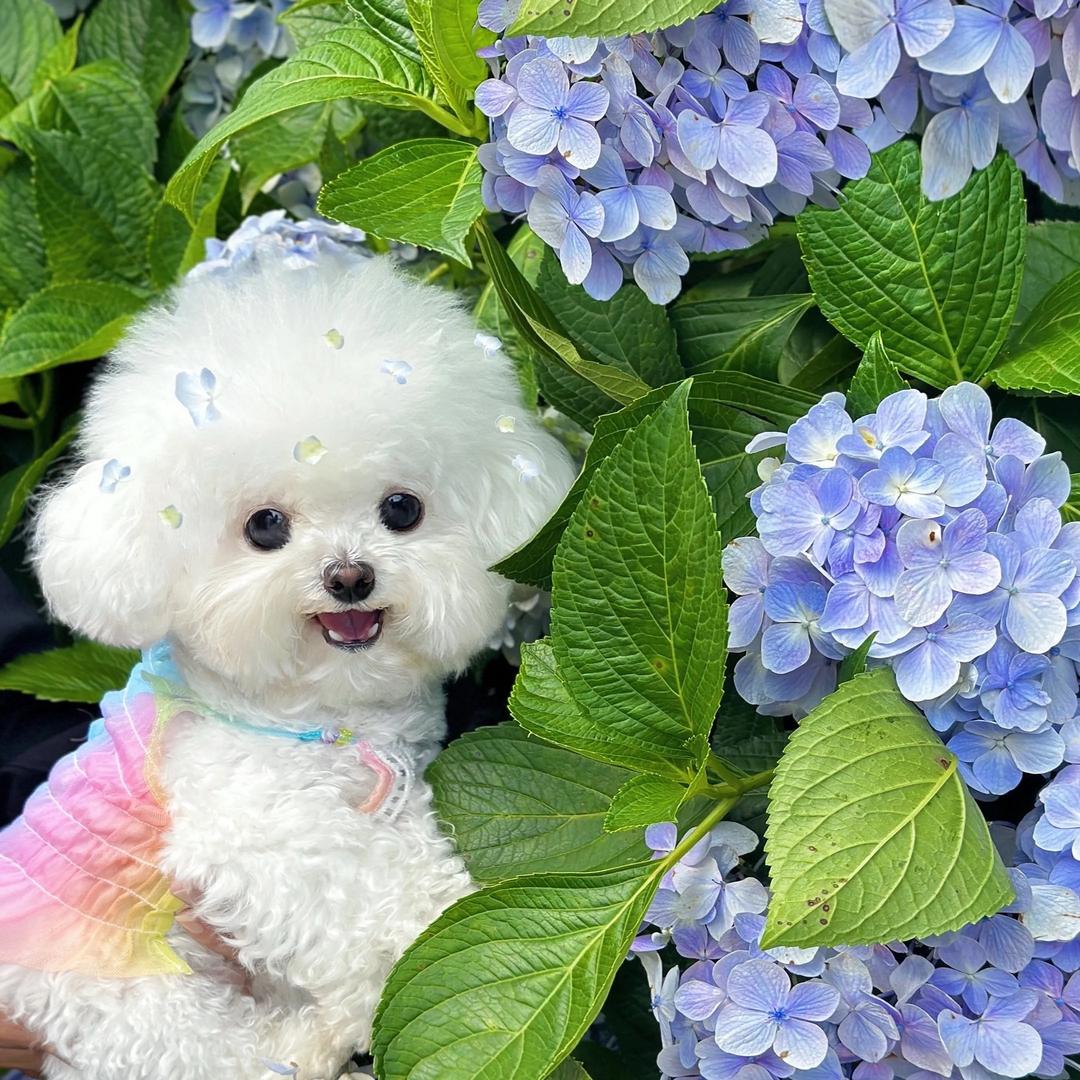 洺宠汇韩系比熊