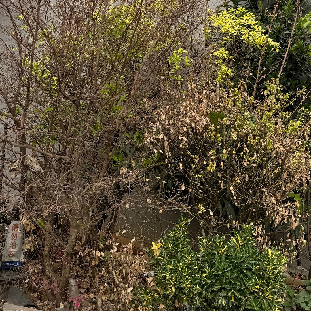 麋鹿迷了路🦌