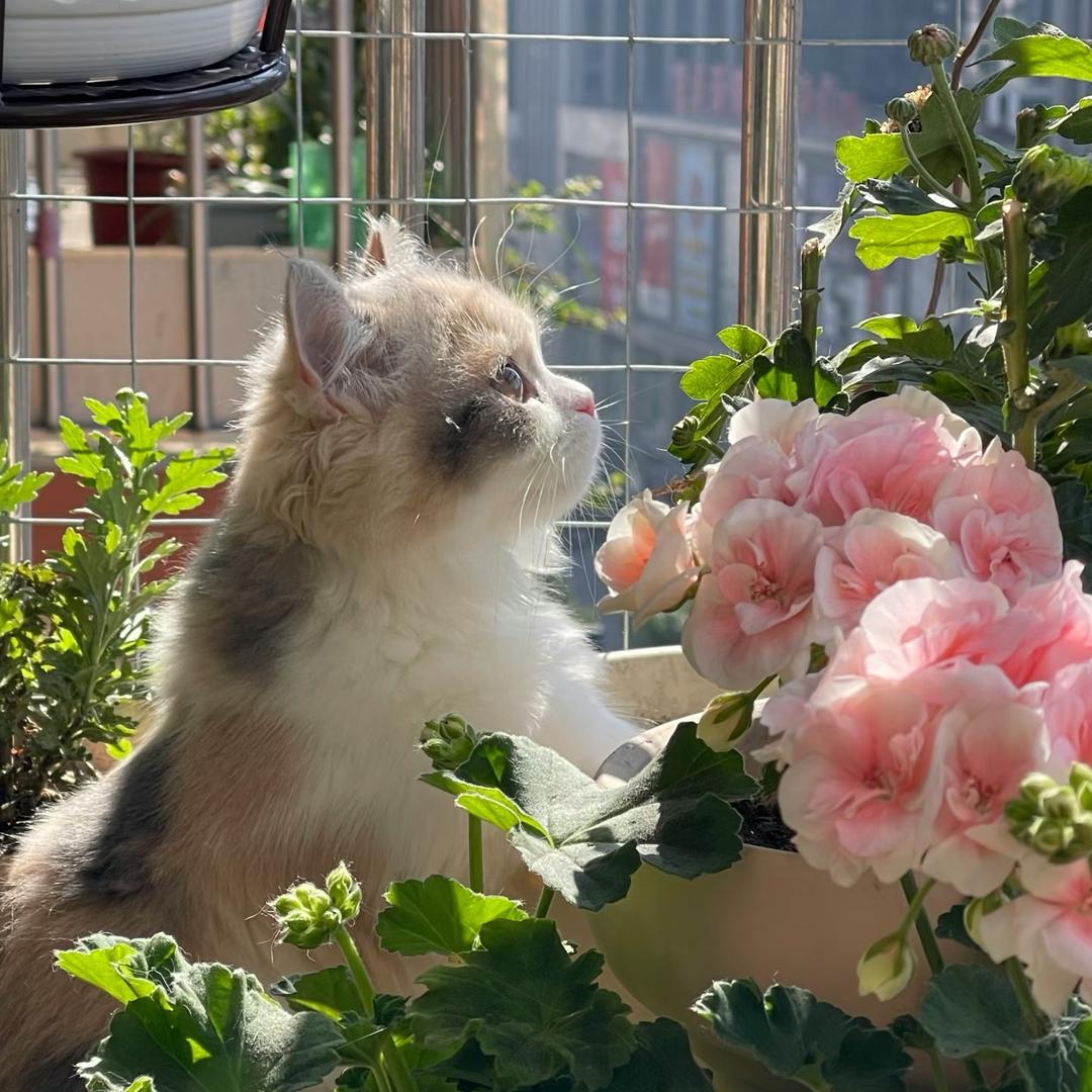 走丢的猫