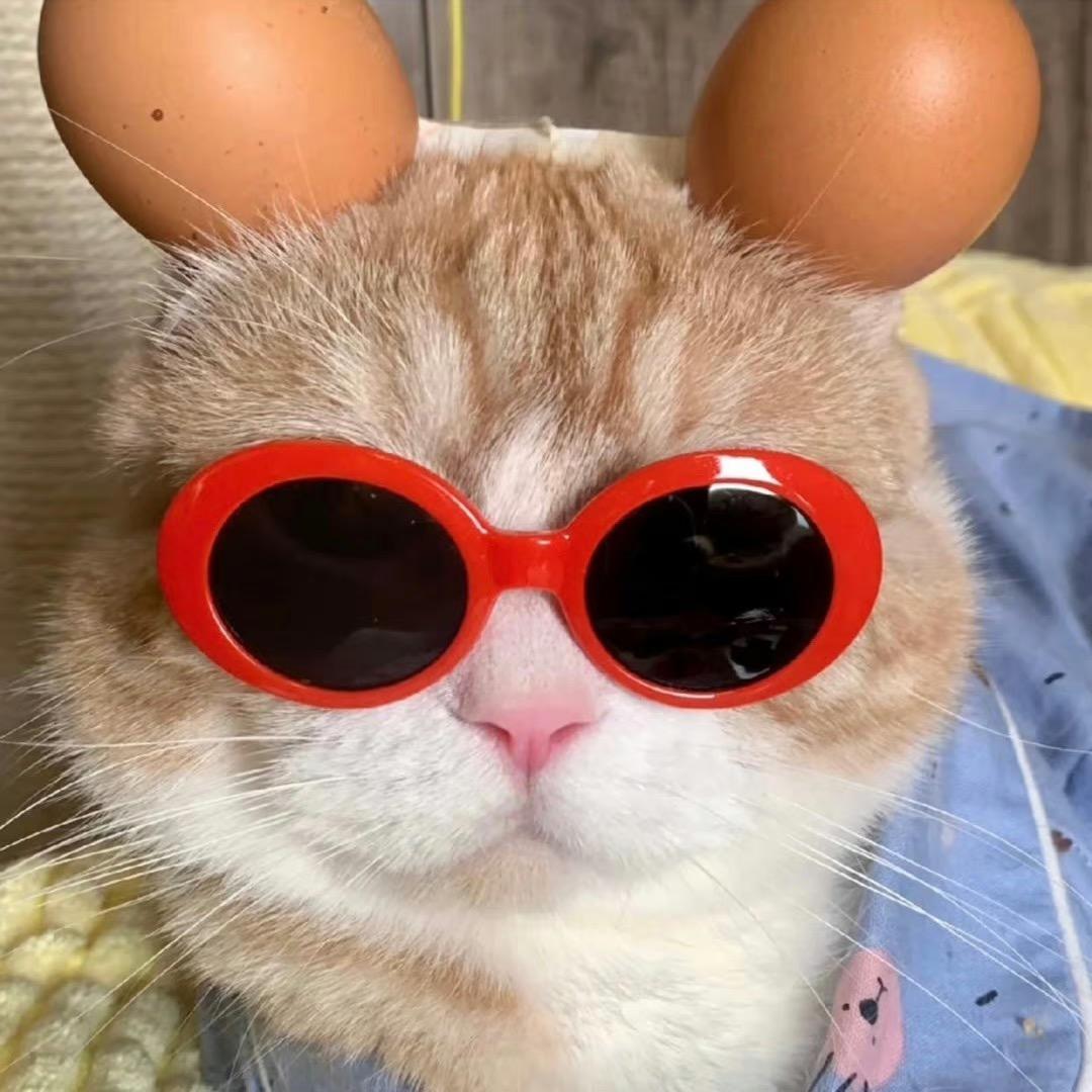 鸡蛋猫🐱