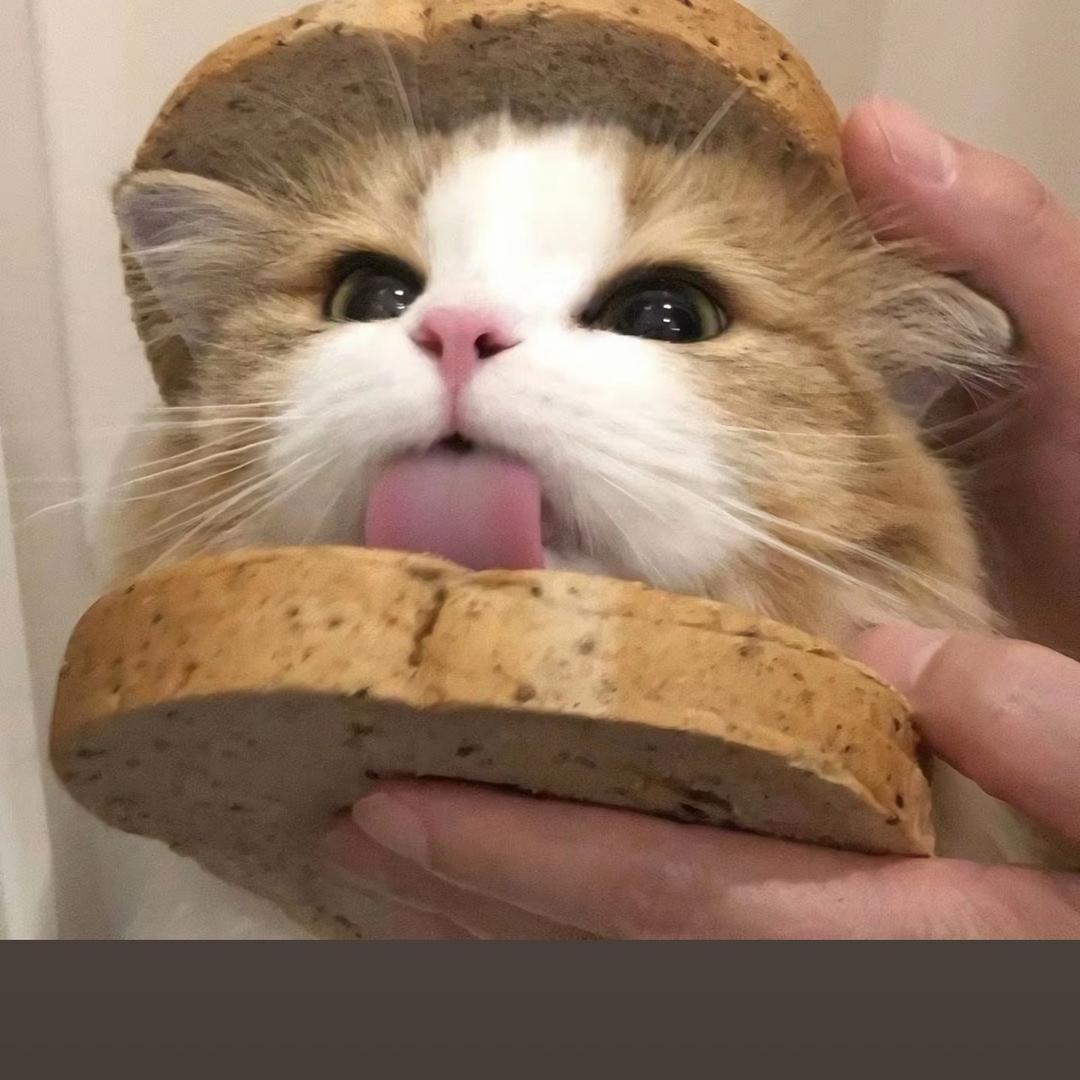 小Q℡