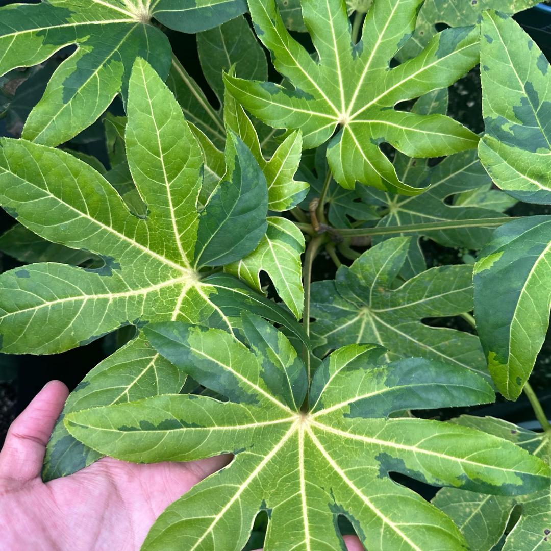 热植甄选（锦化龟背竹）