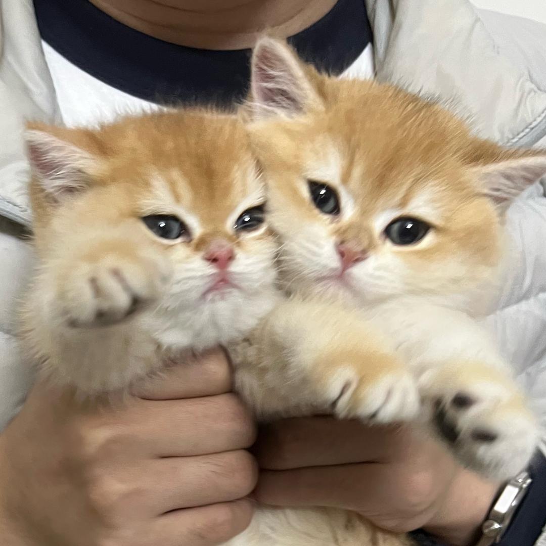 喵星人生活质检员