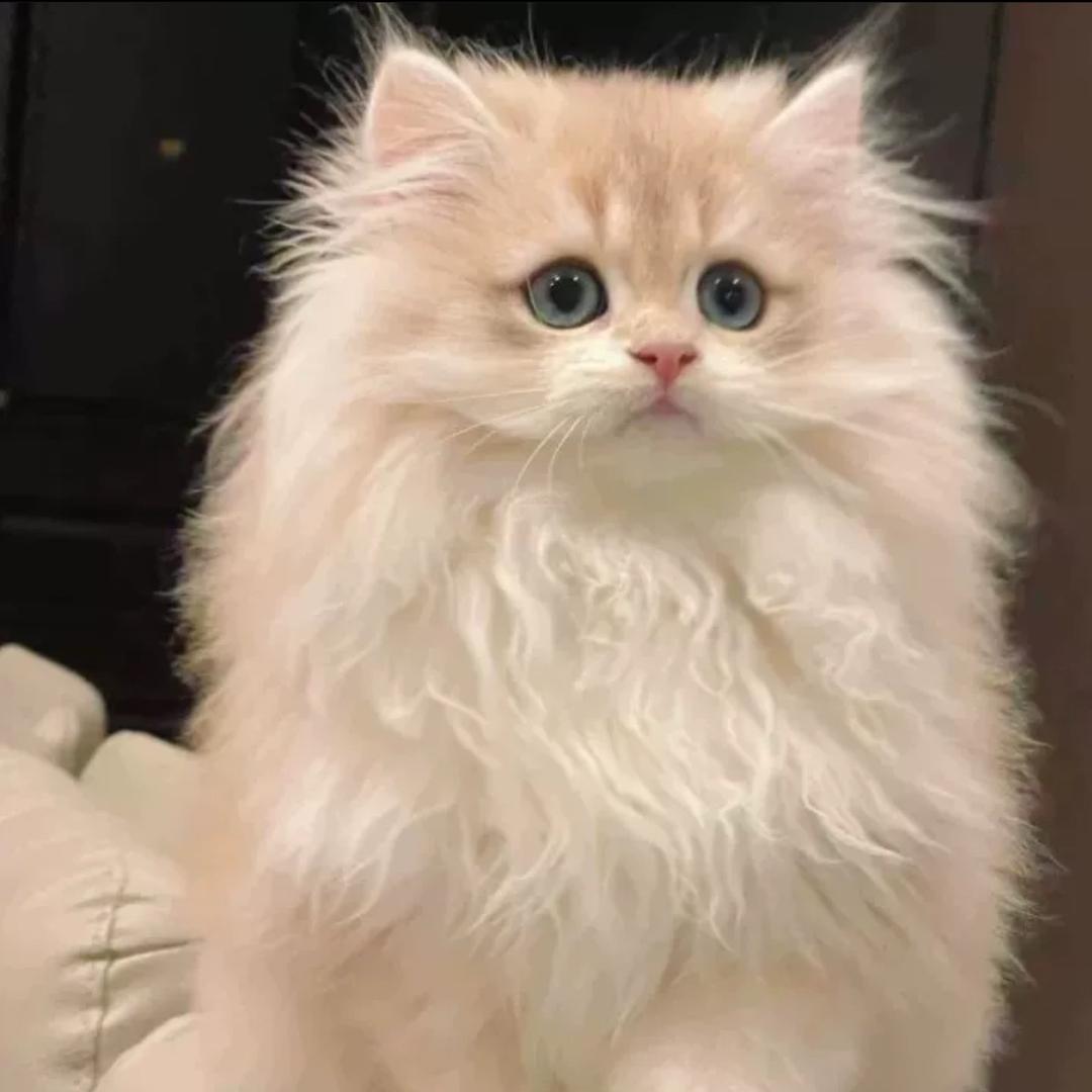 花姐猫舍