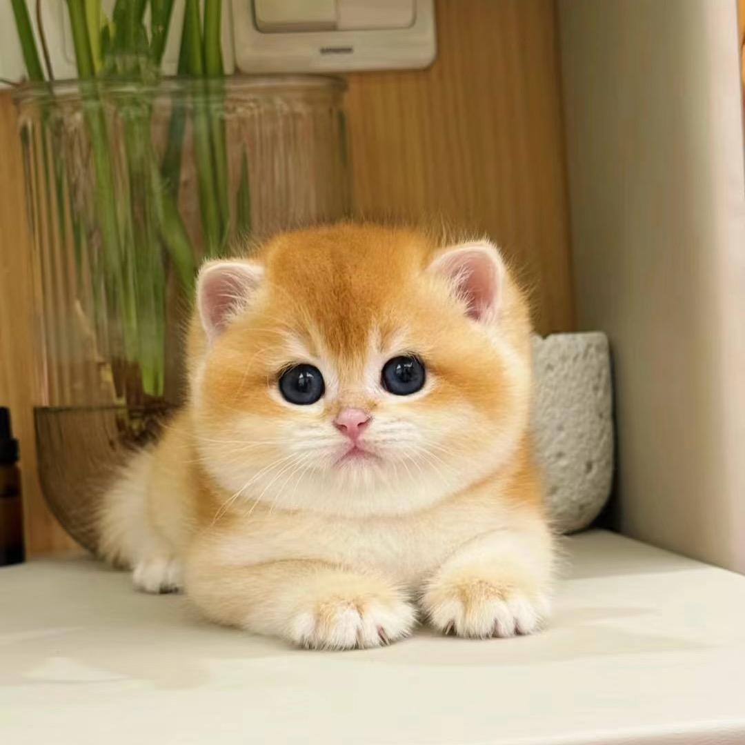 蜜糖甜甜