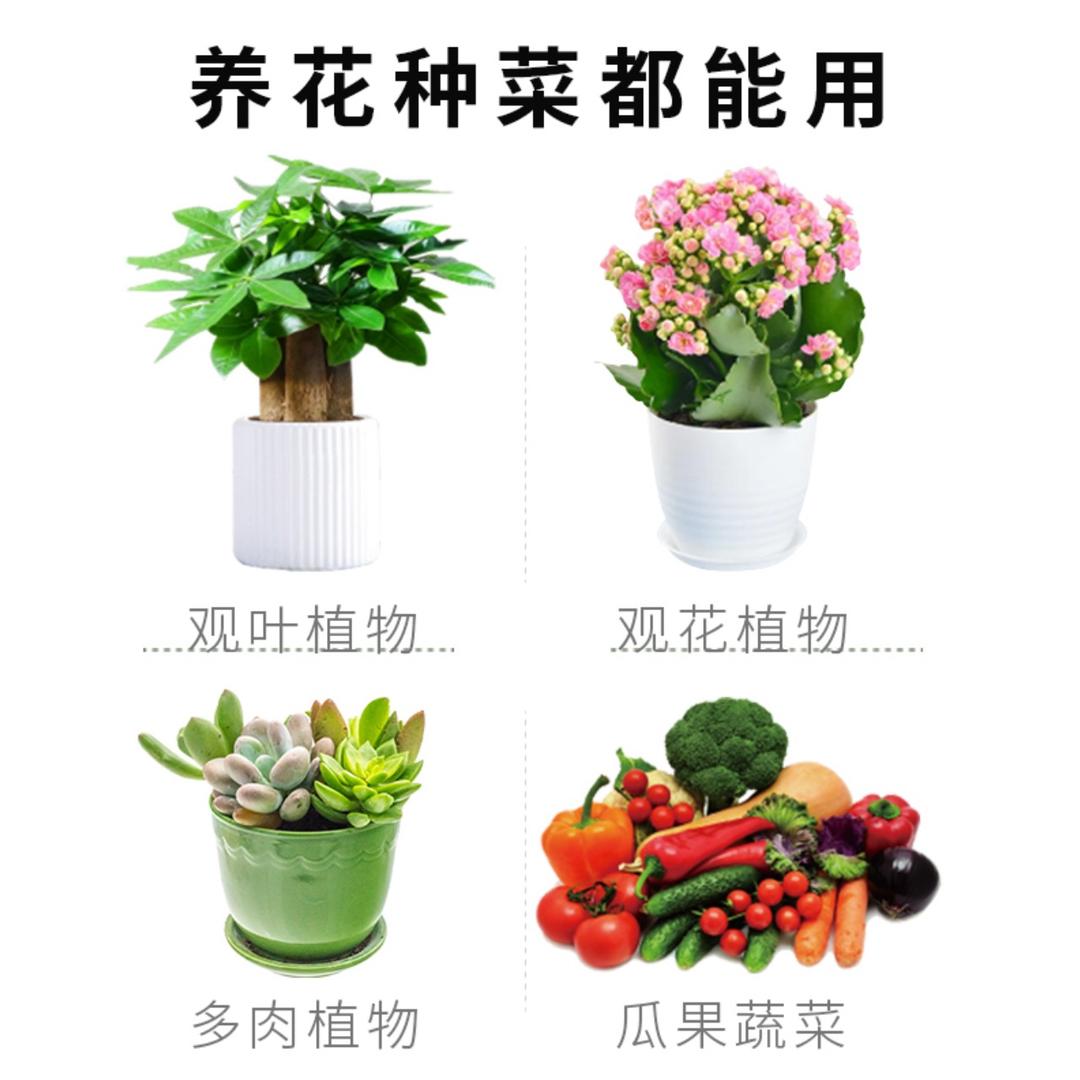 幸福树 养花