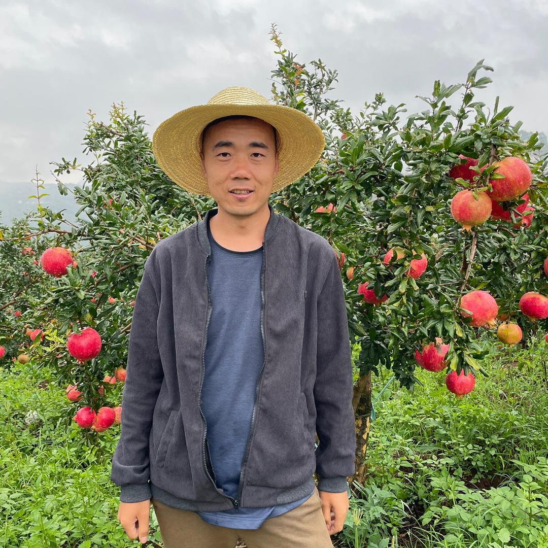 可橙可甜水果供应链革新桥