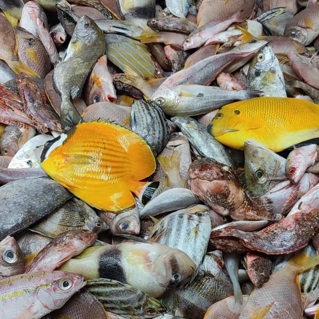 海哥生鲜
