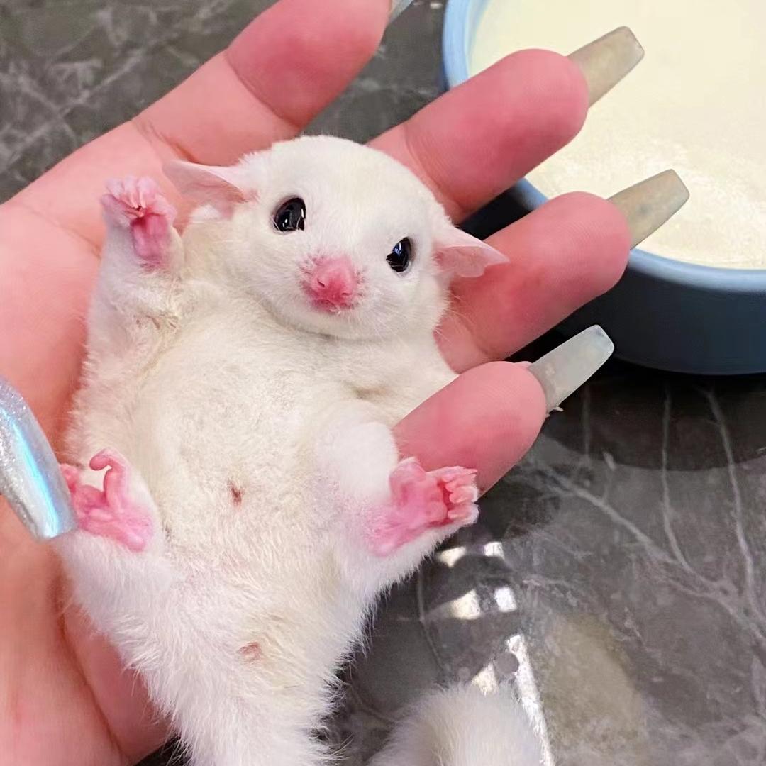 吴姐萌宠