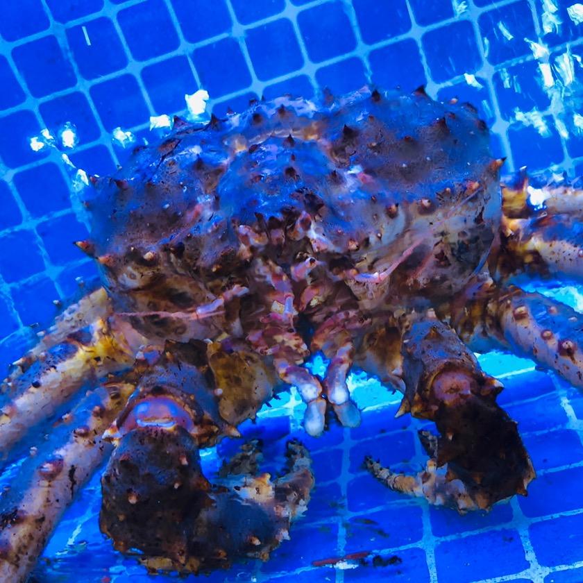 海鲜码头小时达