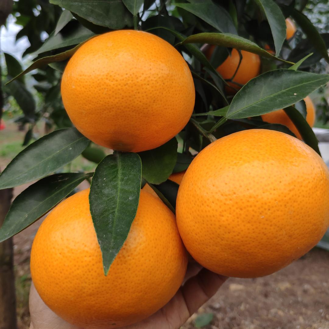 A🍊超级火杂柑