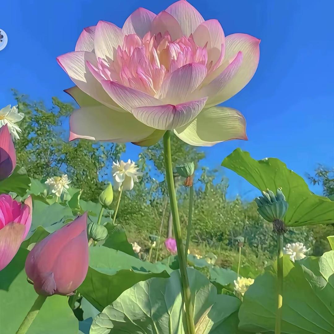 爱抓九香虫（九香虫）