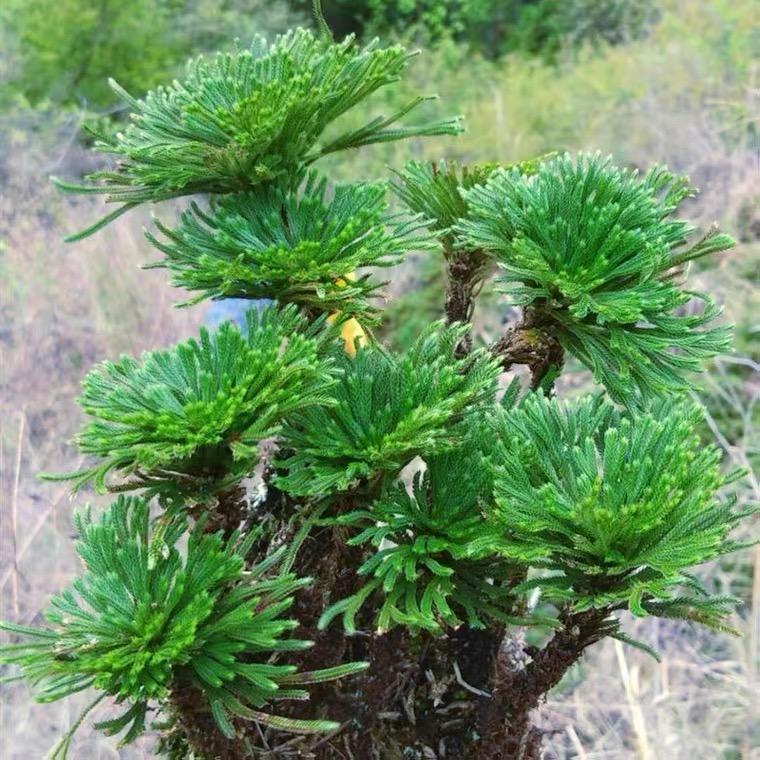花田家盆景