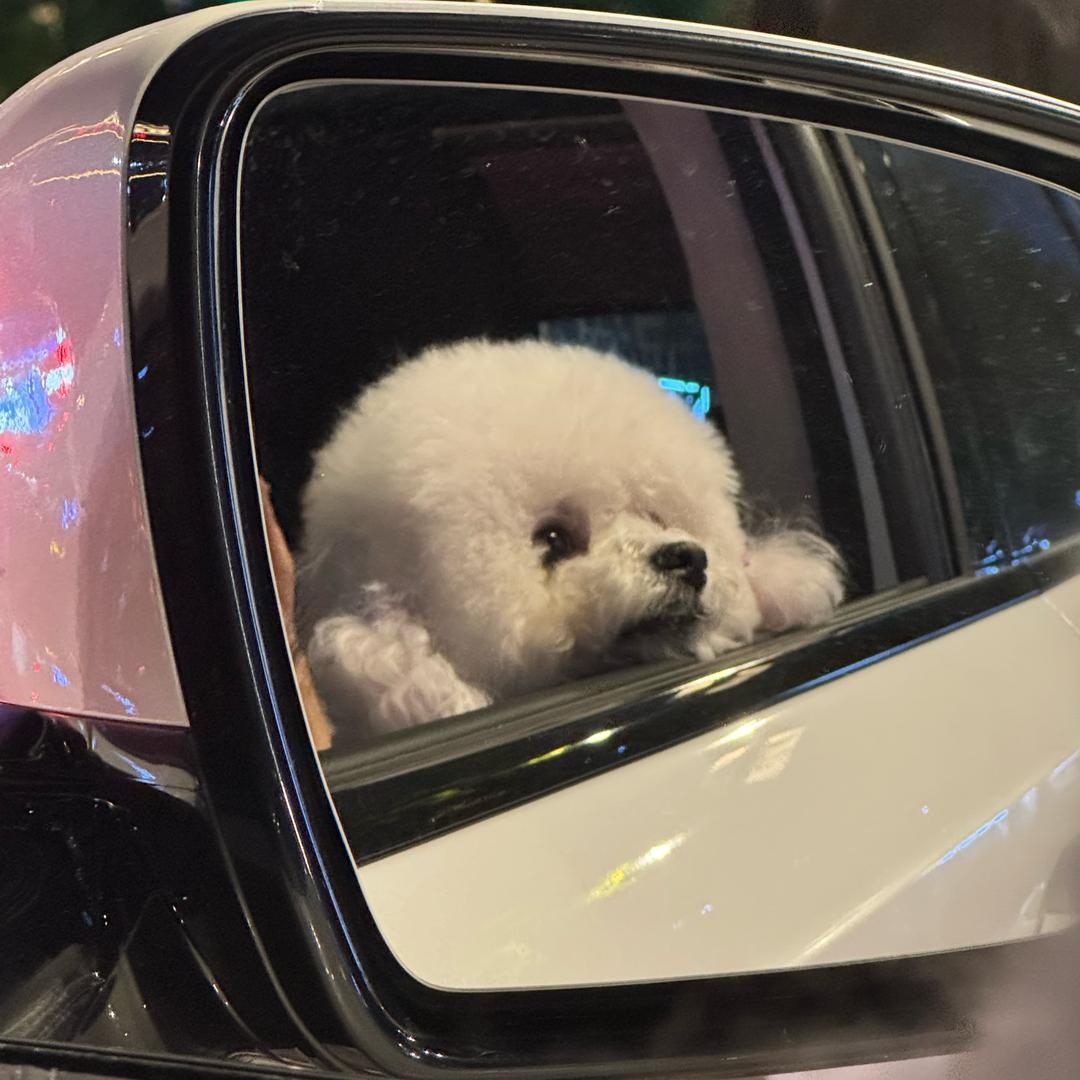 🫧🫧做只快乐小狗🐶